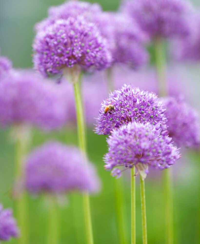 Learn how to grow alliums with this growing guide!