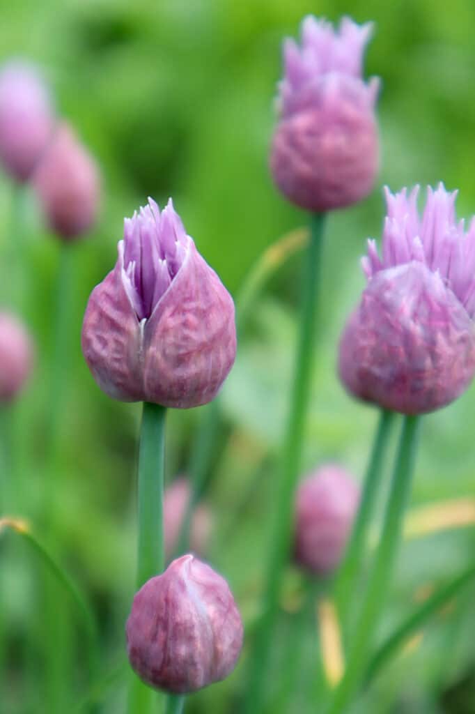 Learn how to grow alliums with this growing guide!
