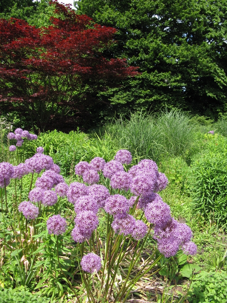 Learn how to grow alliums!