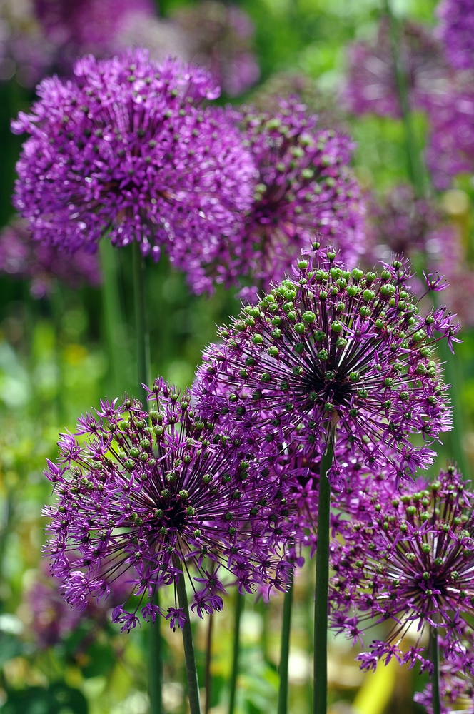 Learn how to grow alliums!