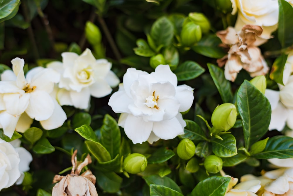 Gardenias are fragrant flowers!