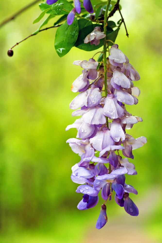 How to care for Wisteria Vine