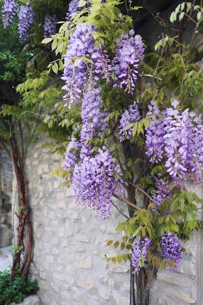 Learn How To Grow And Care For Wisteria Vines