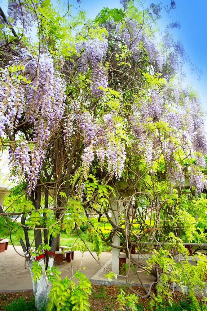 Learn how to care for your wisteria vine with these simple tips!