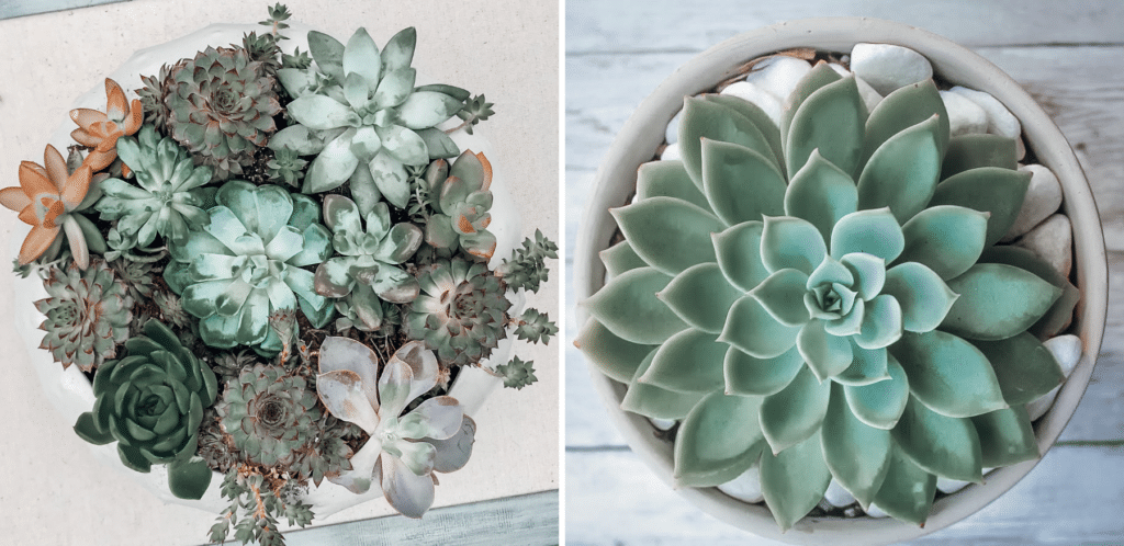 Colorful echeveria and sempervivum succulents are planted into pots that are filled with DIY succulent soil mix.