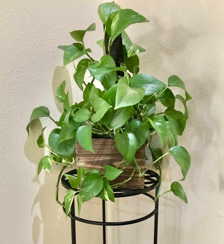 Golden Pothos plant in brown pot