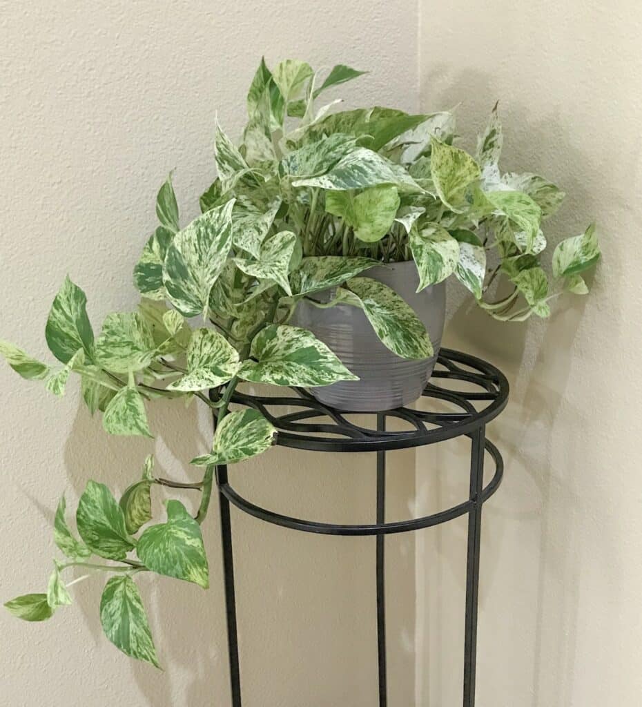 A beauitful marble queen pothos plant