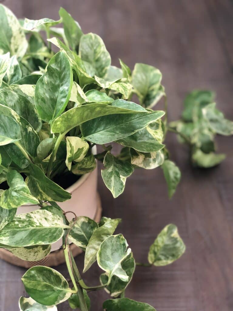 Pothos plant, full and lush