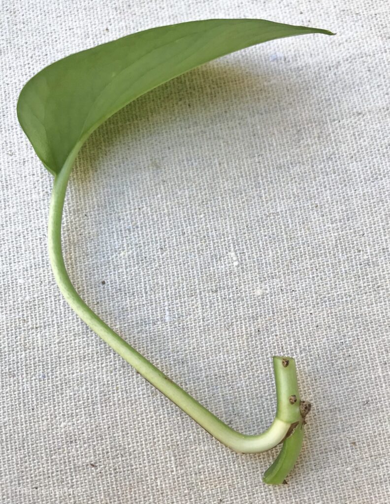 A pothos plant cuttings