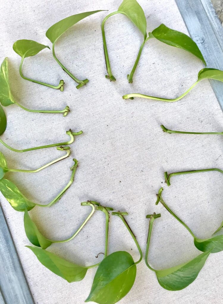 Pothos plant propagation.