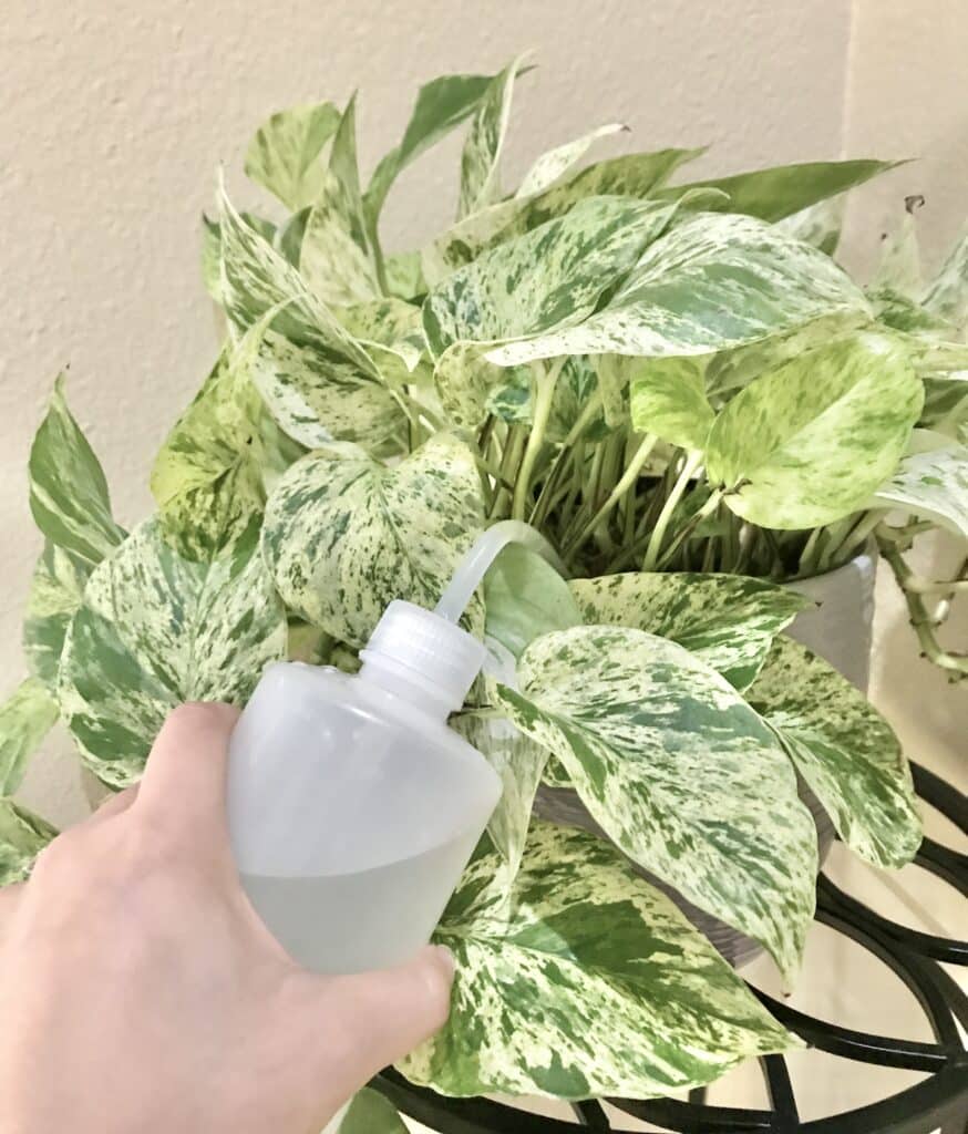 Watering a marble queen pothos plant. 