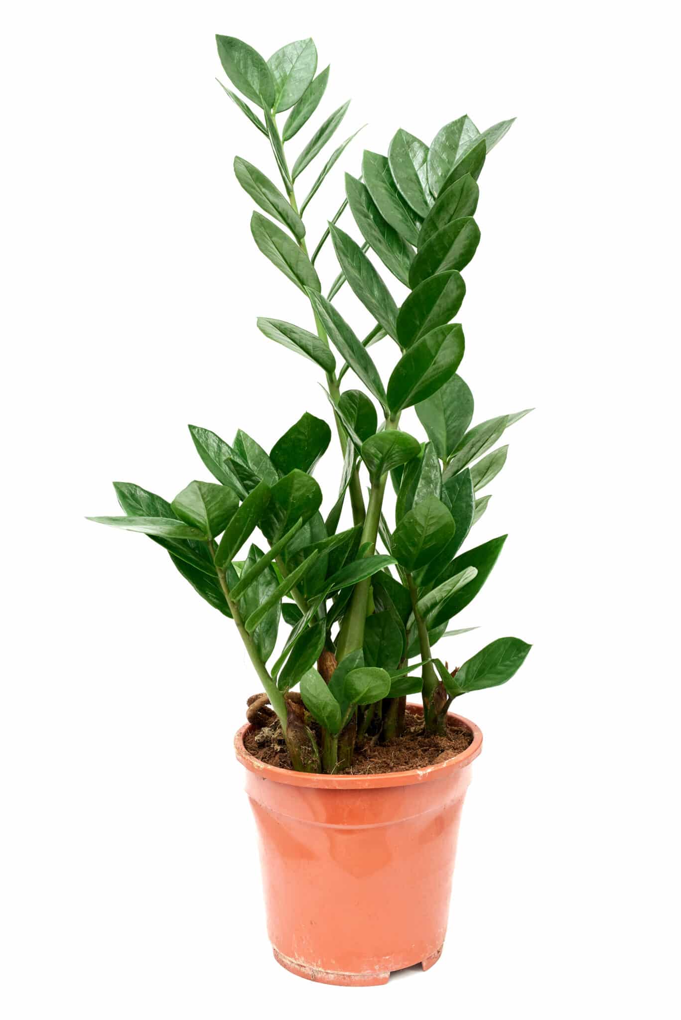 Are ZZ Plants Easy to Care For? Simple Tips for Beginners Natalie Linda