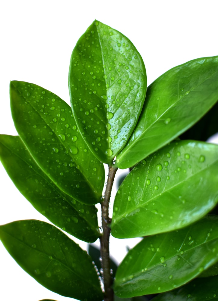 Leaves on a ZZ Plant