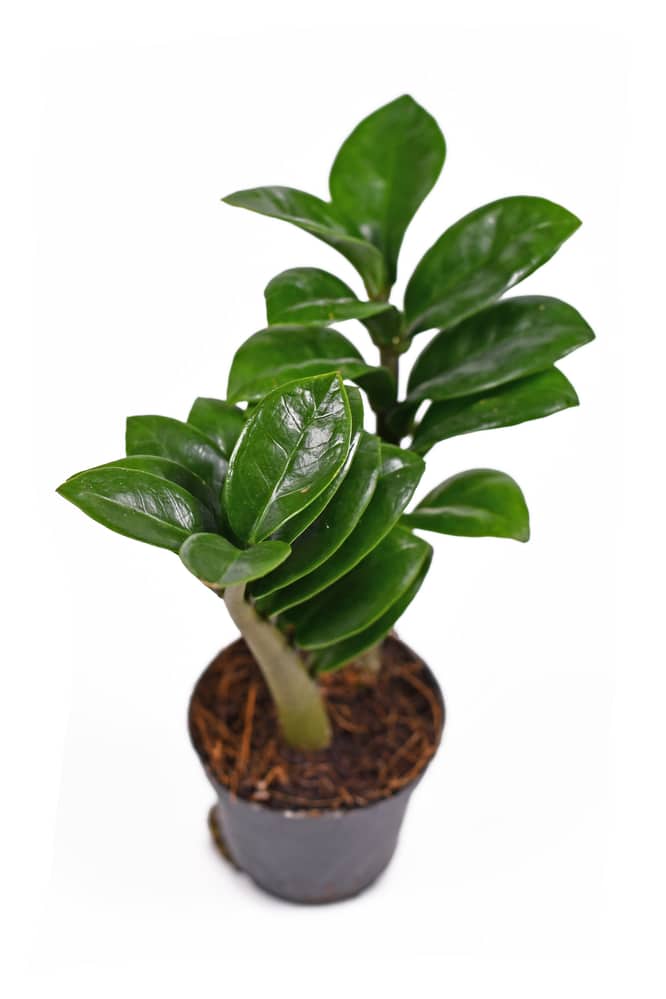 ZZ Plants in small pot, showing thick stems and glossy green leaves