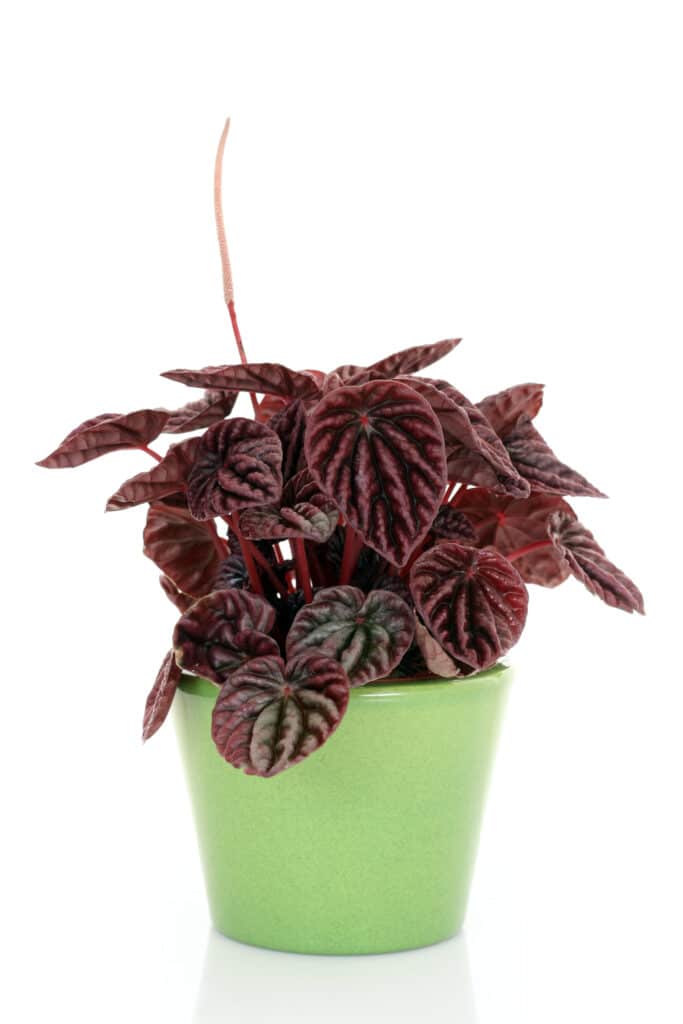 Peperomia Plant with lush growth in green pot.