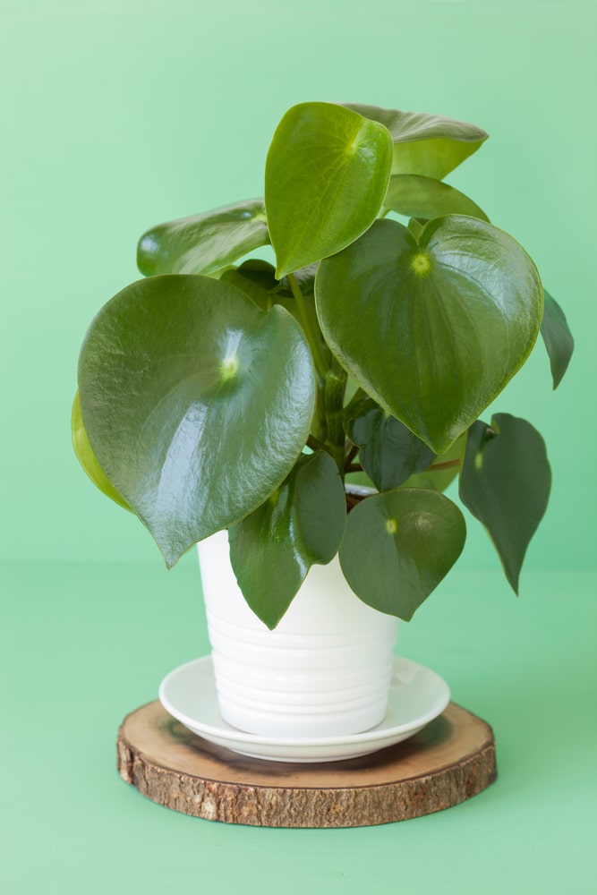 How to Care for Peperomia Plants - Natalie Linda