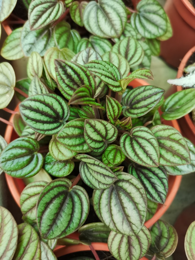 Watermelon peperomia plant in terra cotta pot