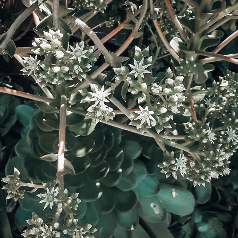 Monocarpic aeonium flowers