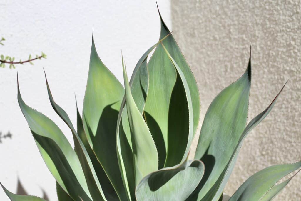 Monocarpic Agave plant tips