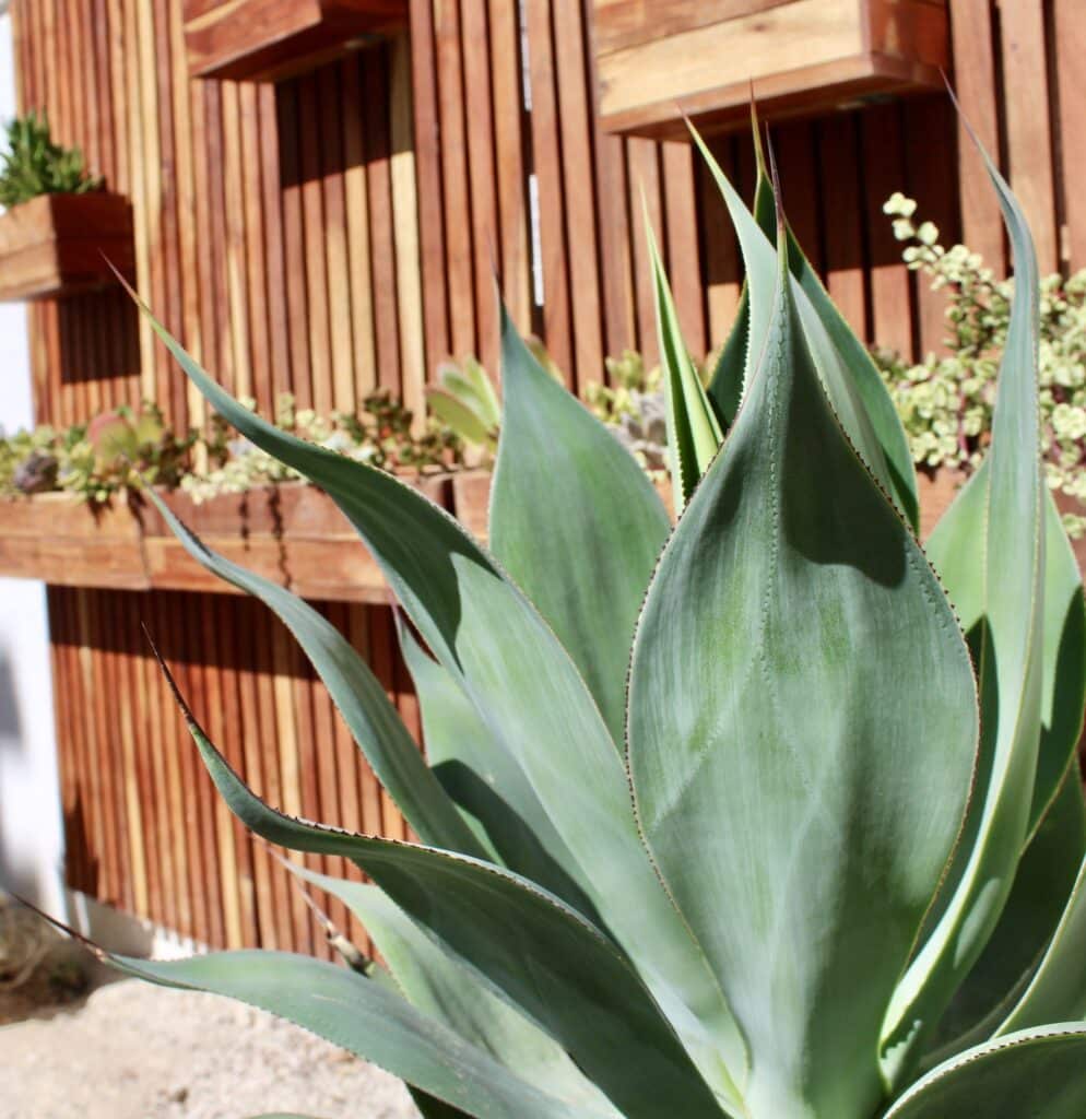 Monocarpic Agave succulent