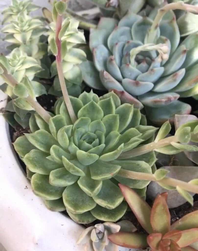 Echeveria Succulent in Bloom