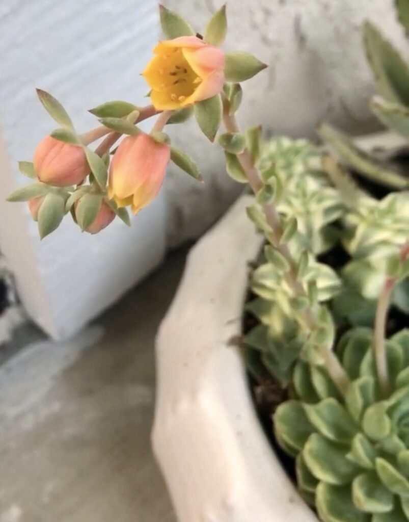 Echeveria flower blooms