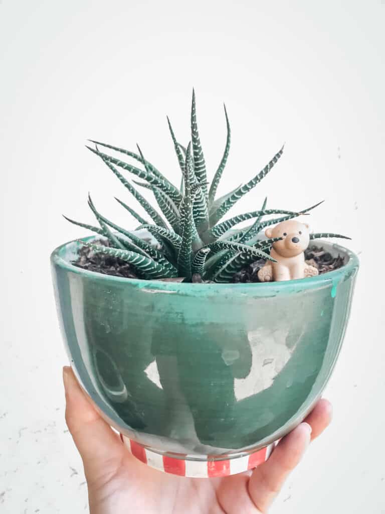 Haworthia Zebra Succulent in Green Pot