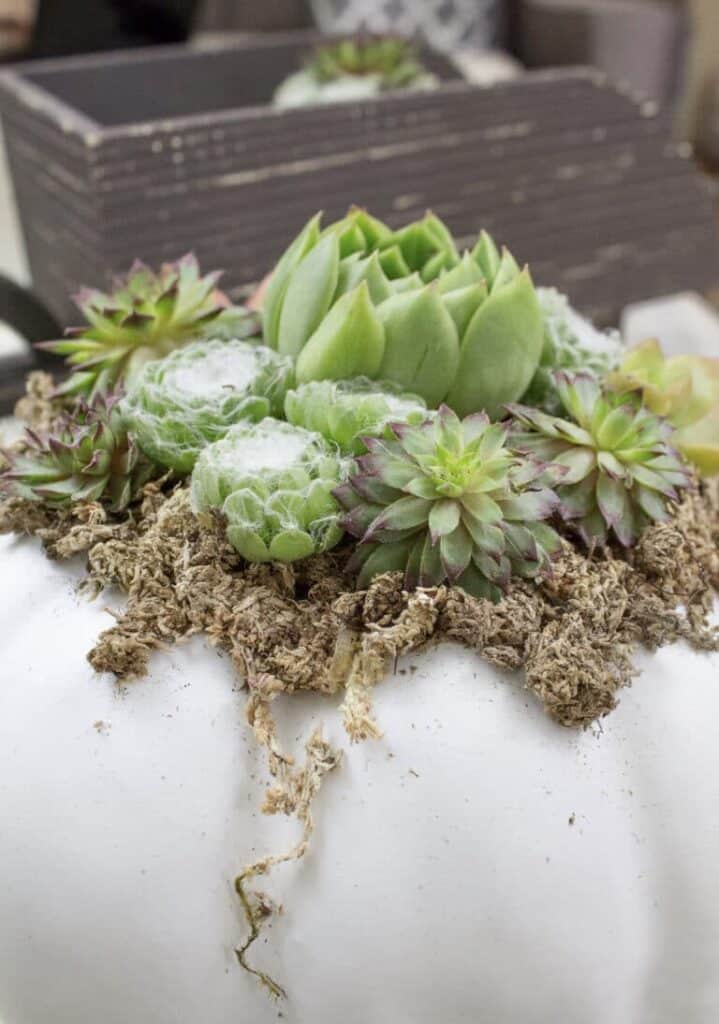 Hens and Chicks Pumpkin Succulent Craft