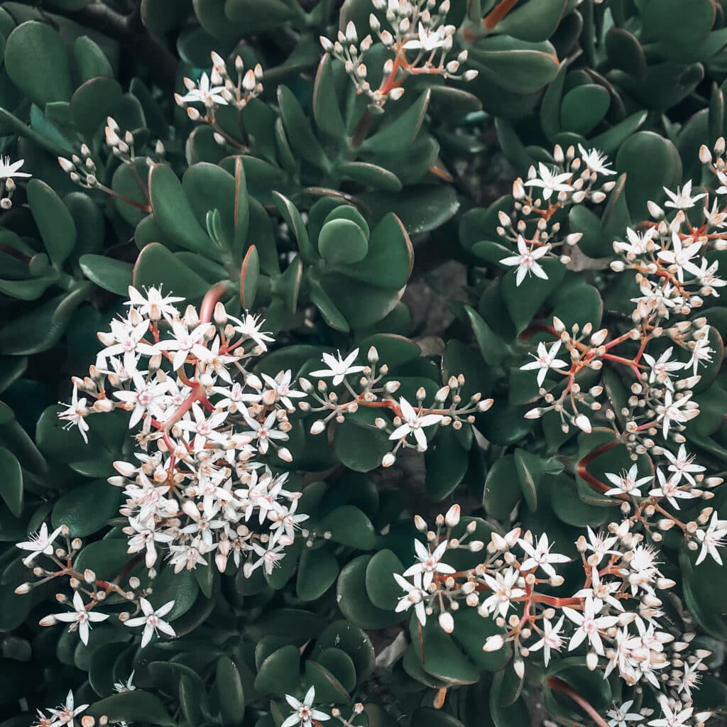 Jade plant Crassula in Blooms