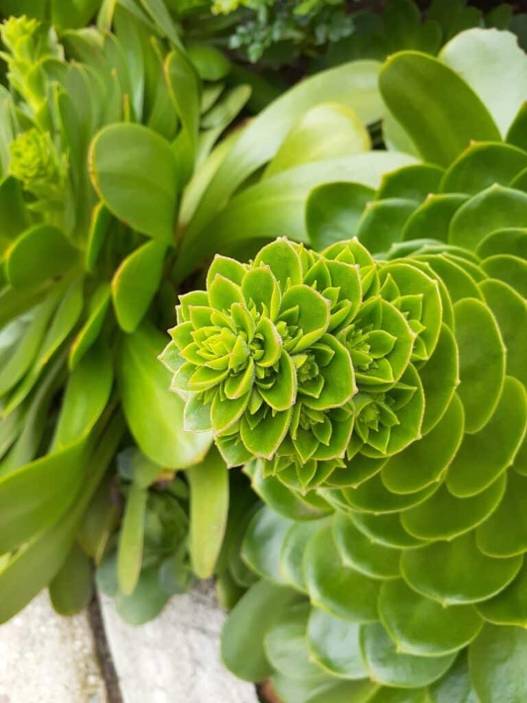 Monocarpic Aeonium in full Bloom