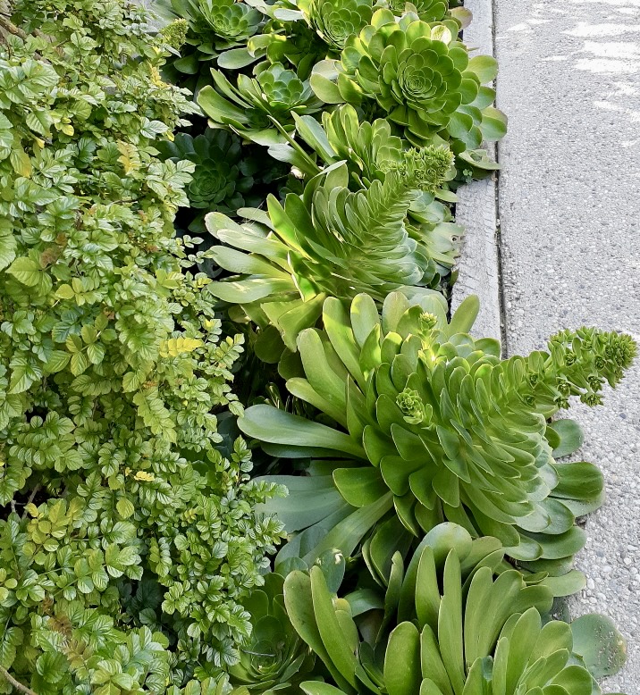 Monocarpic Aeonium Succulents in Bloom