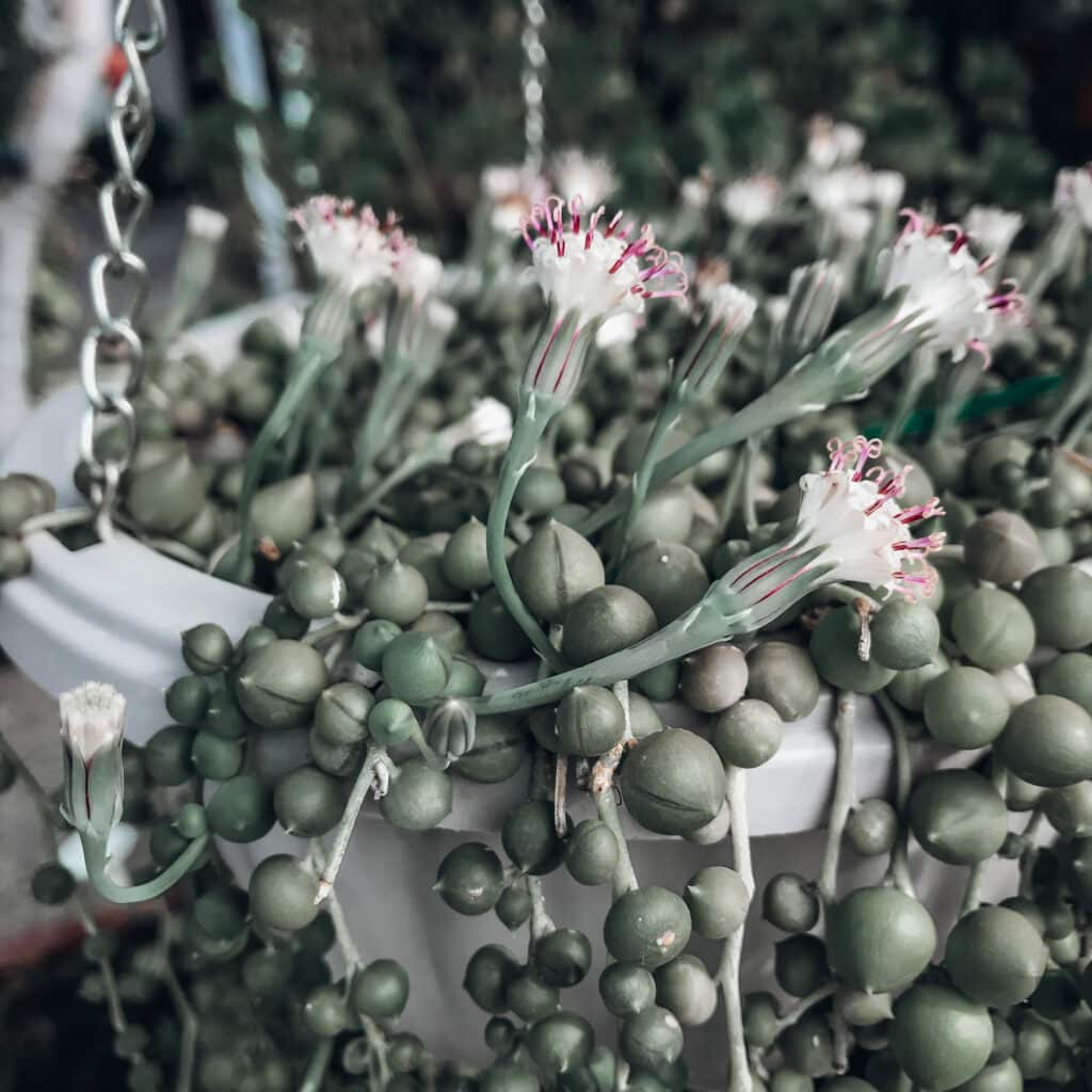 String of Pearls Succulent in Bloom