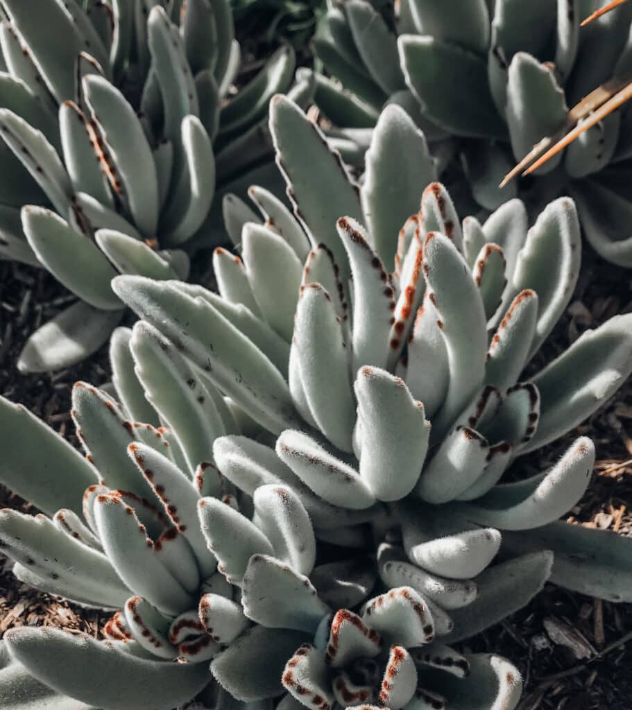 Panda Succulent in Sunlight