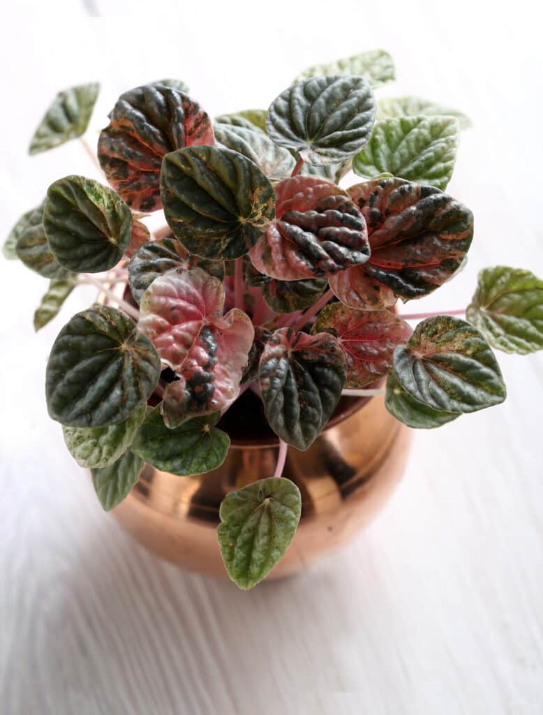 Pink Lady Peperomia Plant
