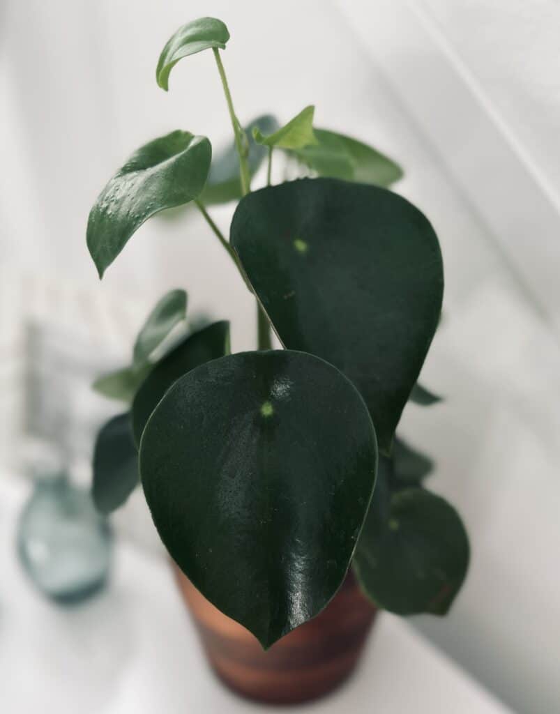 Been propagating cupid peperomia, I just noticed these leaves in the  water I don't really want to take it out of the water it seems happy?! :  r/houseplants