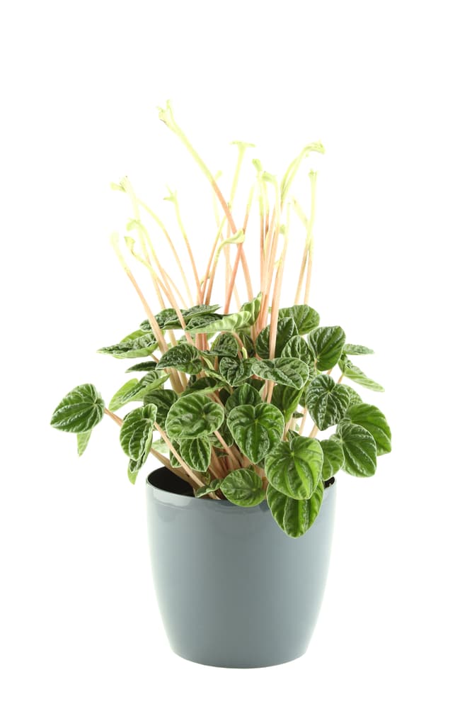 Peperomia Plant in Blue Pot