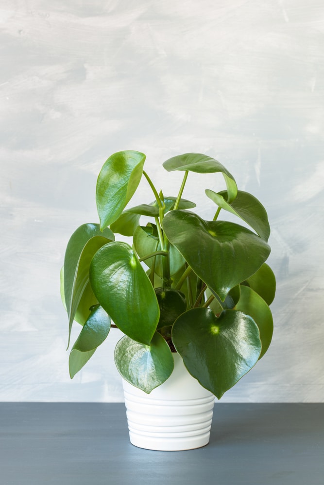 Houseplant peperomia plant