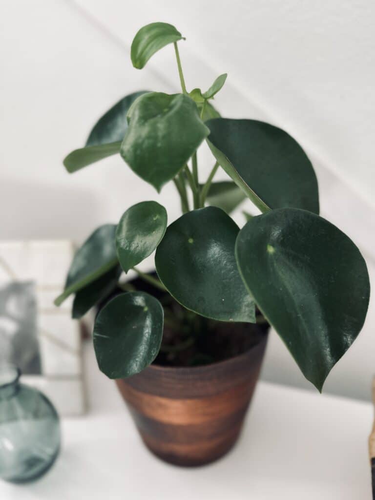 How to Care for Peperomia Plants - Natalie Linda