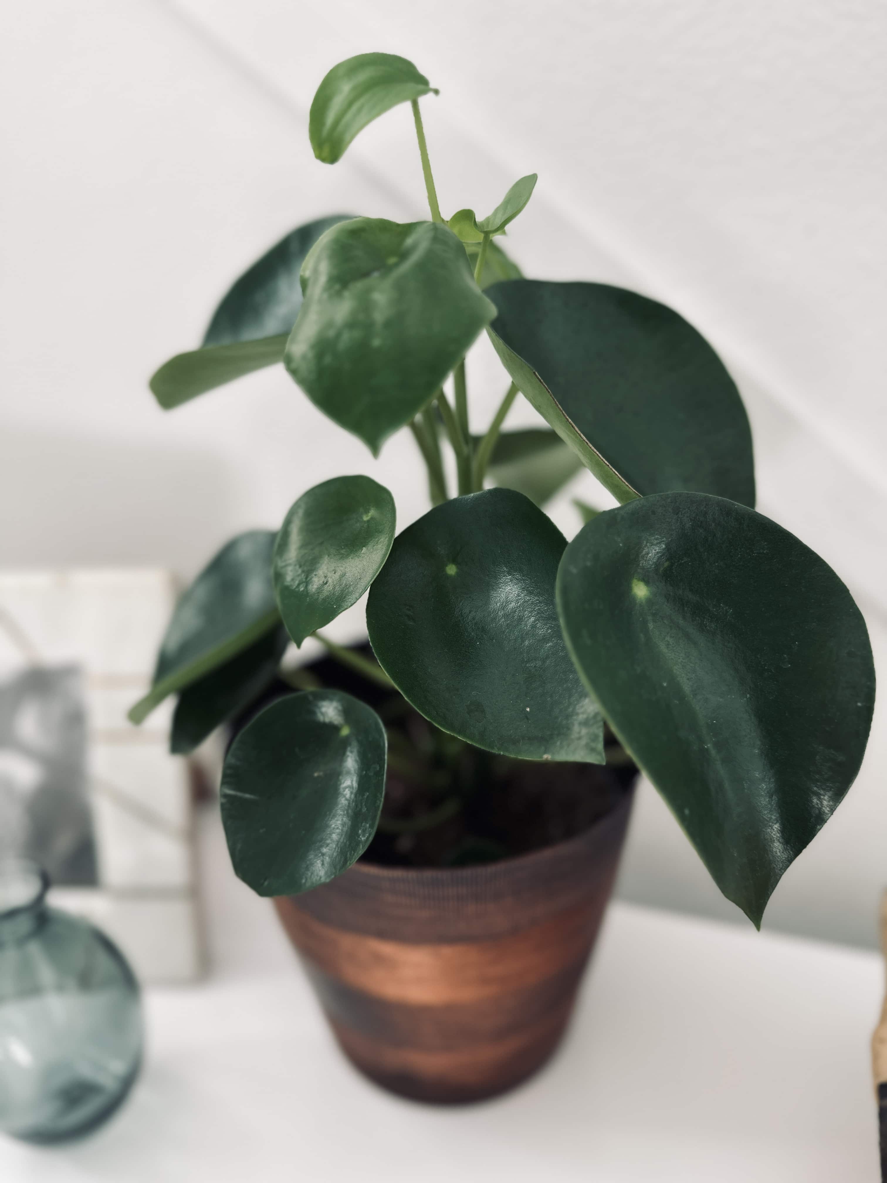 How to Care for Peperomia Plants