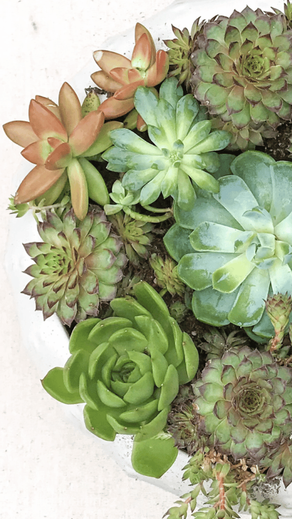 Potted succulents planted closely together