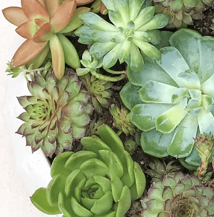 Potted succulents planted closely together
