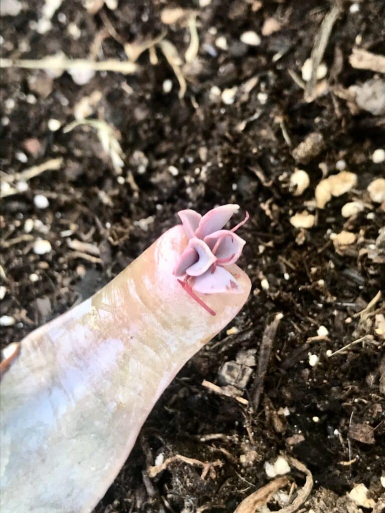 Rosette Succulent Leaf being Propagated