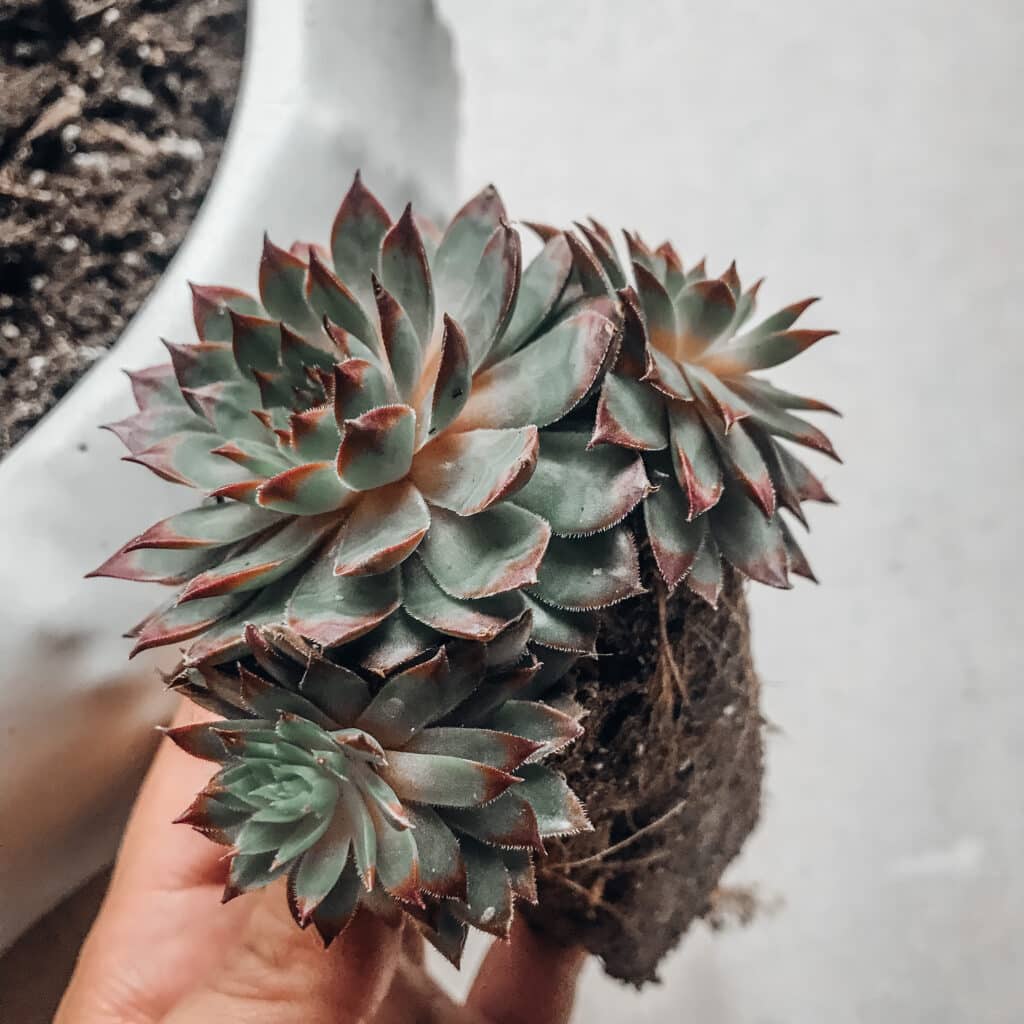 Sempervivum Hens and Chicks succulent, bare root