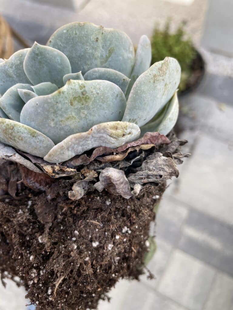Bareroot succulent with dry bottom leaves