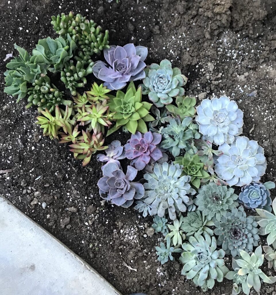 Colorful succulents planted in the ground into DIY succulents soil mix