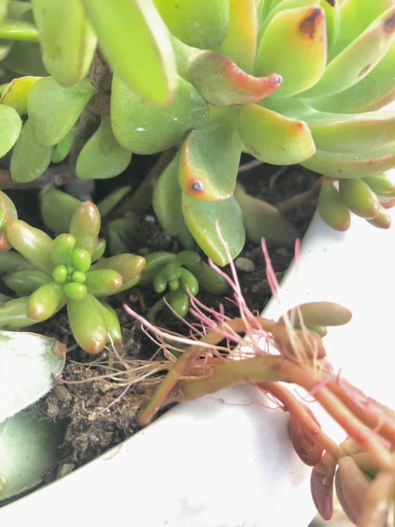 Aeriel roots on the stems of a succulent. This is a sign of underwatering in succulents