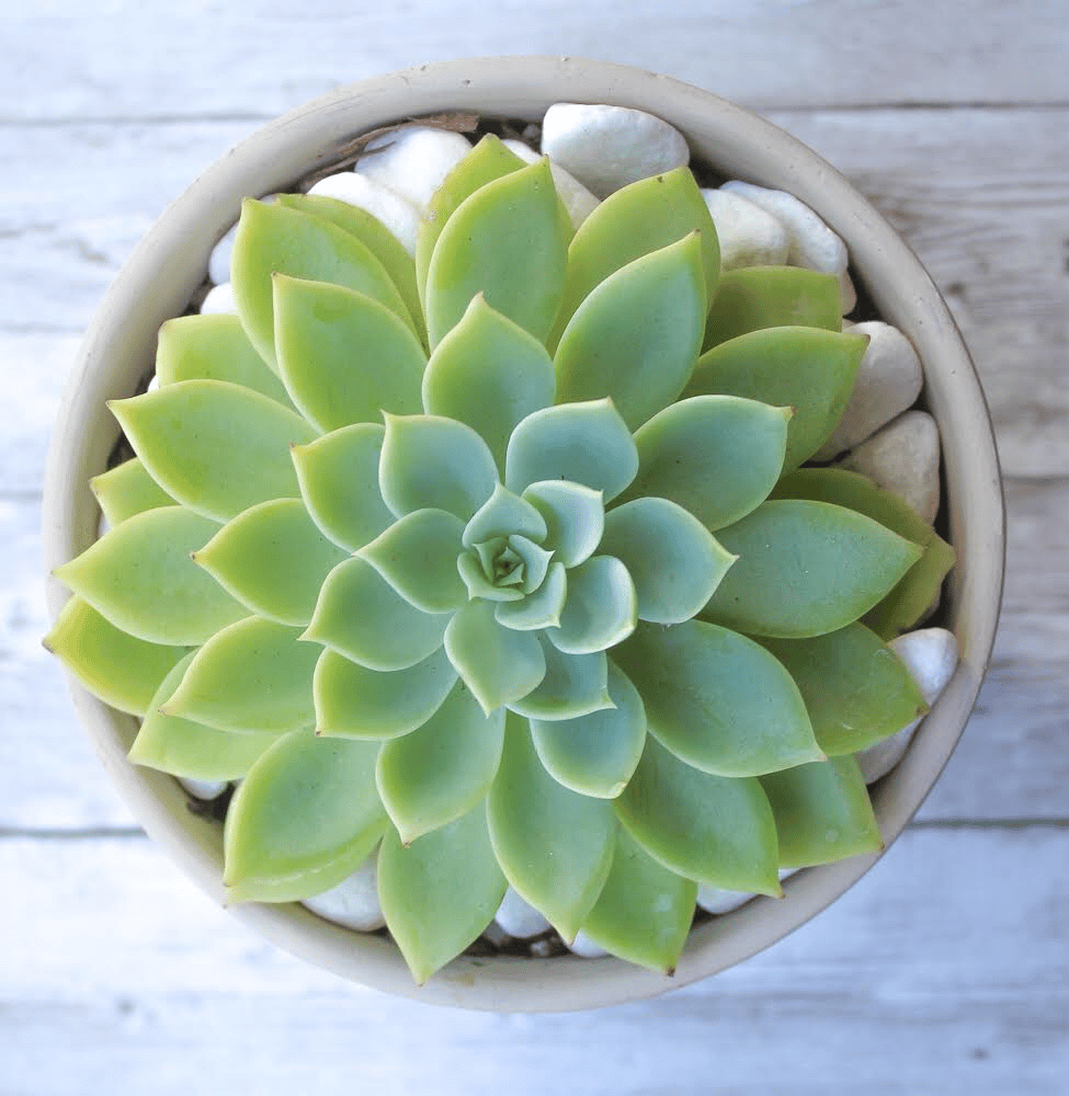 Green echeveria rosette succulent with healthy leaves in a tan pot