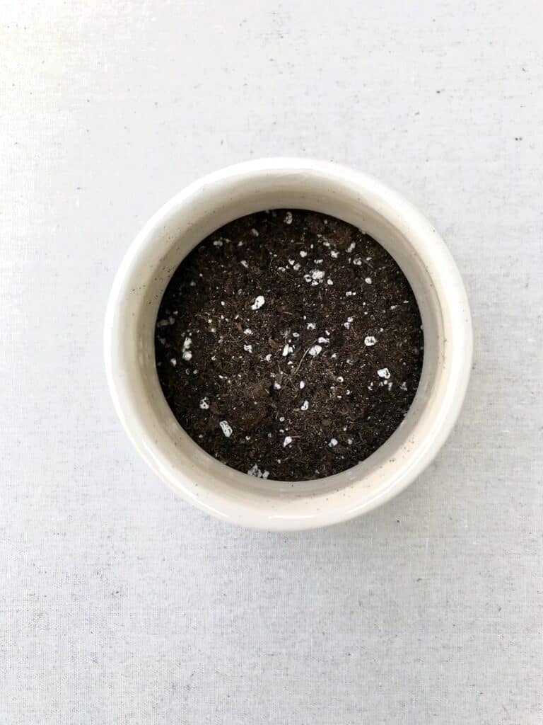 Overhead shot of a white pot filled with a DIY Succulents Soil Mix