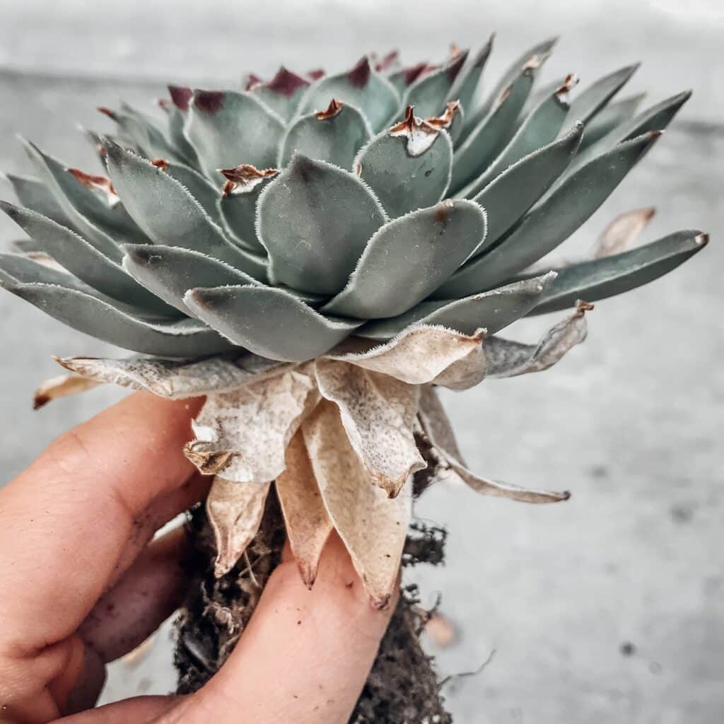 Shriveling bottom leaves on sempervivum succulent