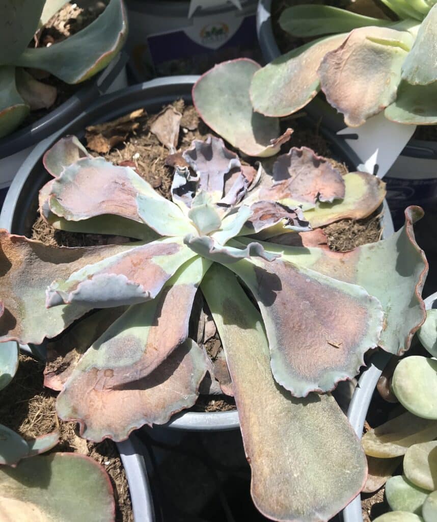 Sunburned shriveled succulent leaves in a pot